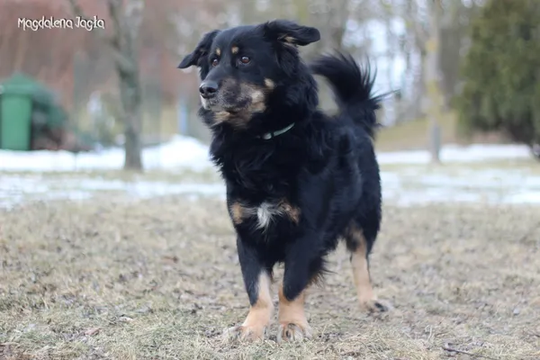 Pies do adopcji, Bydgoszcz, 18 lutego 2026 (5/5)