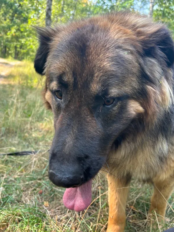 Pies do adopcji, Milanówek, 2 września 2025 (4/5)