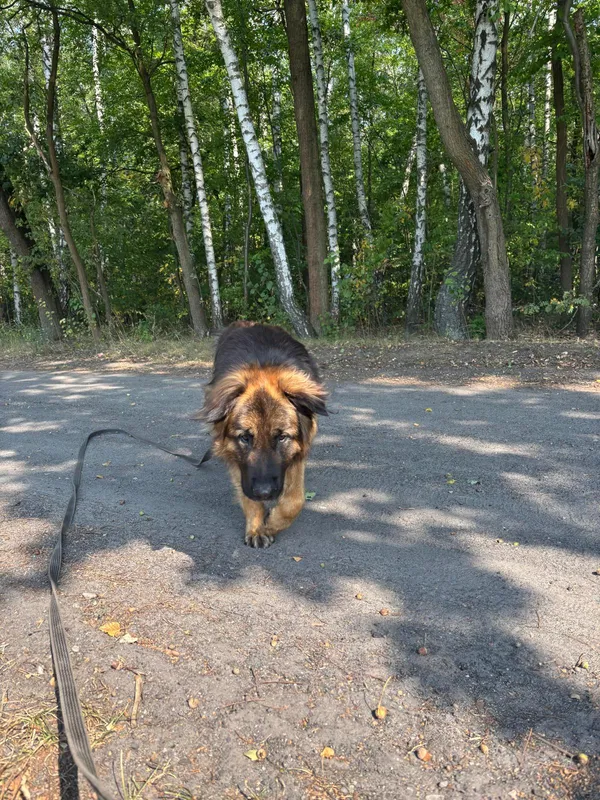 Pies do adopcji, Milanówek, 2 września 2025 (5/5)