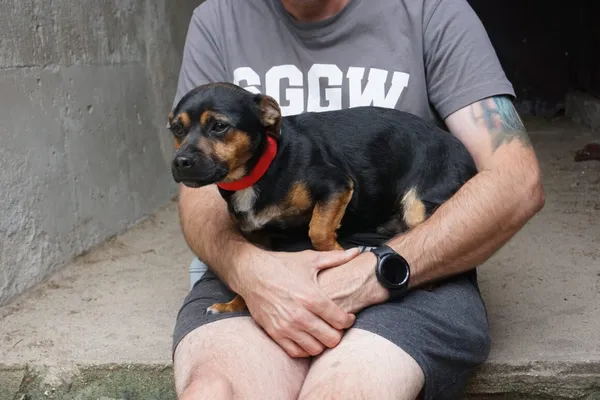 Pies do adopcji, Milanówek, 22 października 2025 (1/4)