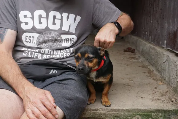 Pies do adopcji, Milanówek, 22 października 2025 (3/4)