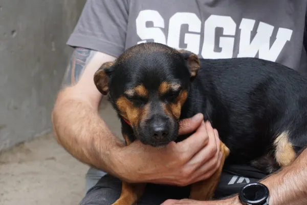 Pies do adopcji, Milanówek, 22 października 2025 (4/4)