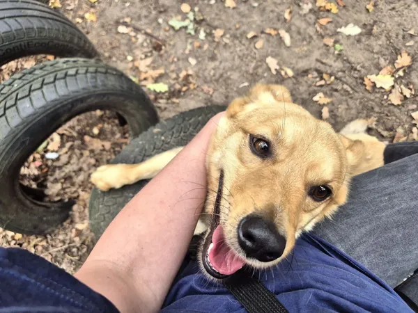 Pies do adopcji, Milanówek, 19 października 2025 (1/5)