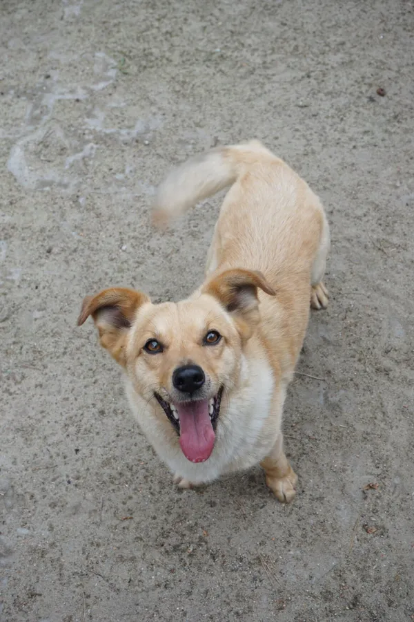 Pies do adopcji, Milanówek, 19 października 2025 (3/5)