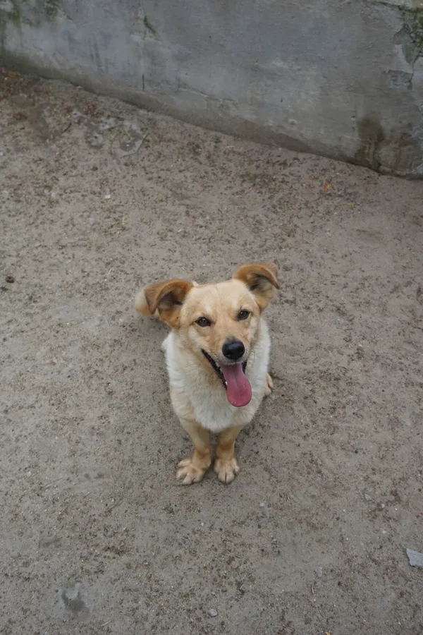 Pies do adopcji, Milanówek, 19 października 2025 (5/5)