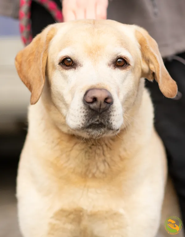 Znaleziono psa, Skałowo, 18 lutego 2026 (1/3)