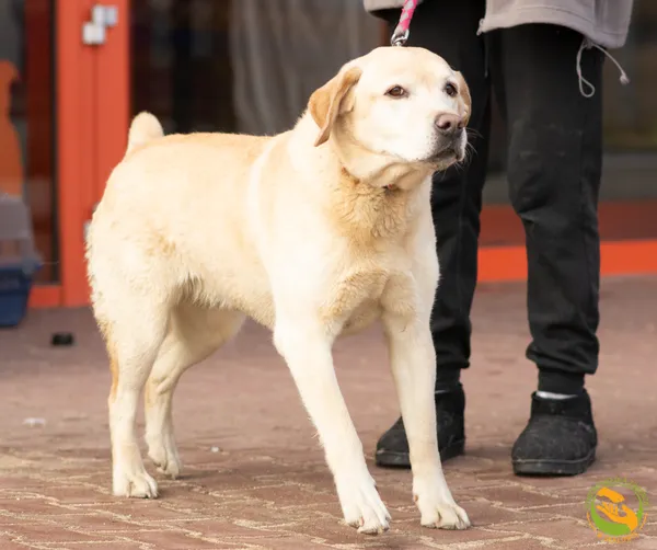 Znaleziono psa, Skałowo, 18 lutego 2026 (3/3)