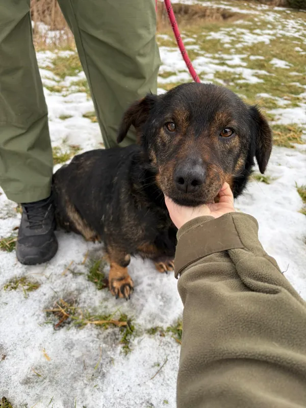 Pies do adopcji, Bełchatów, 7 stycznia 2026 (1/5)
