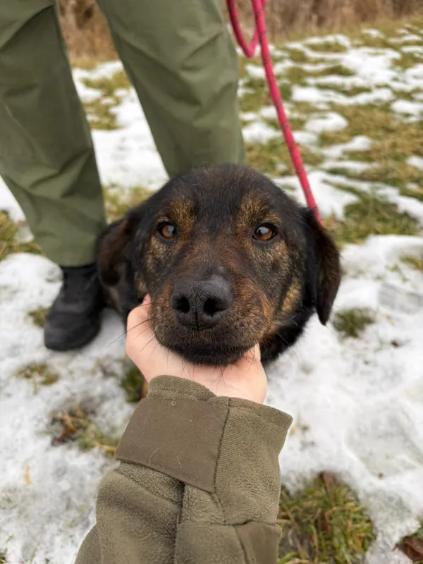 Pies do adopcji, Bełchatów, 7 stycznia 2026 (5/5)