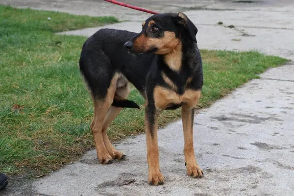 Pies do adopcji, Bełchatów, 17 marca 2023 (2/5)
