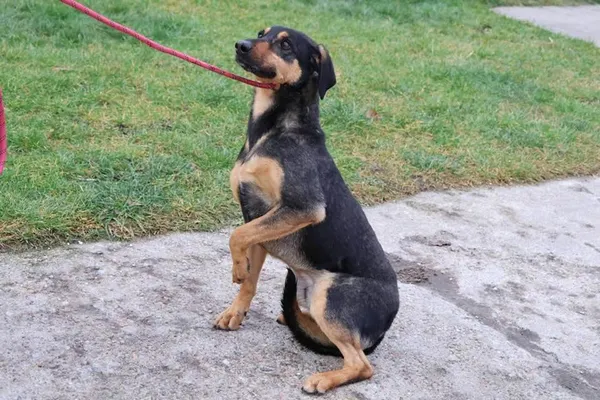 Pies do adopcji, Bełchatów, 17 marca 2023 (4/5)