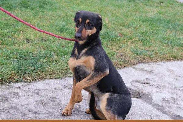 Pies do adopcji, Bełchatów, 17 marca 2023 (5/5)