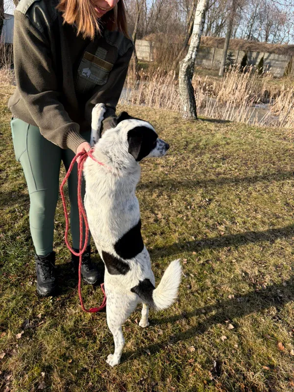 Pies do adopcji, Bełchatów, 16 stycznia 2026 (4/5)