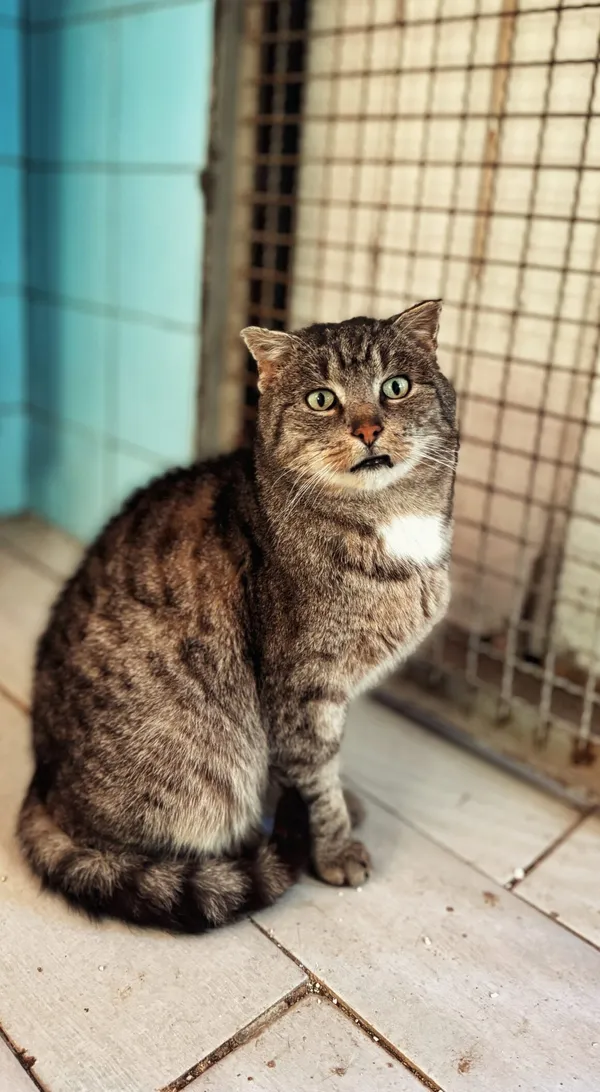 Kot do adopcji, Dłużyna Górna, 19 lutego 2026