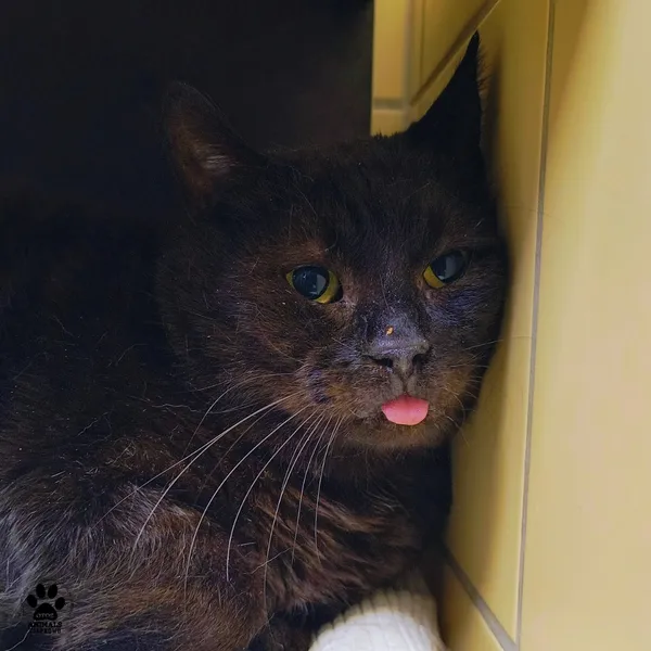 Kot do adopcji, Gdynia, 19 lutego 2026 (2/5)