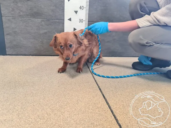 Znaleziono psa, Chełmek, 18 lutego 2026