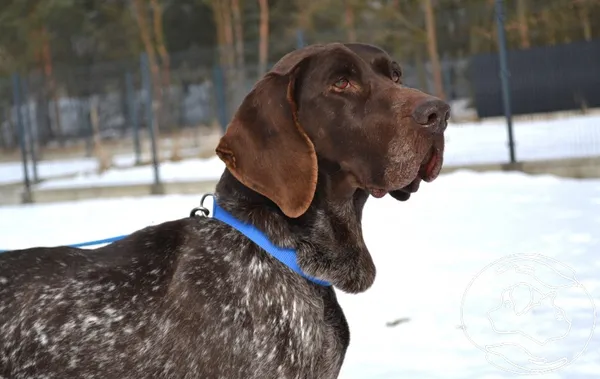 Znaleziono psa, Chełmek, 27 stycznia 2026