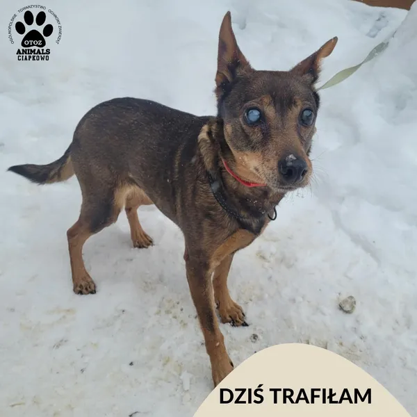 Znaleziono psa, Gdynia, 19 lutego 2026