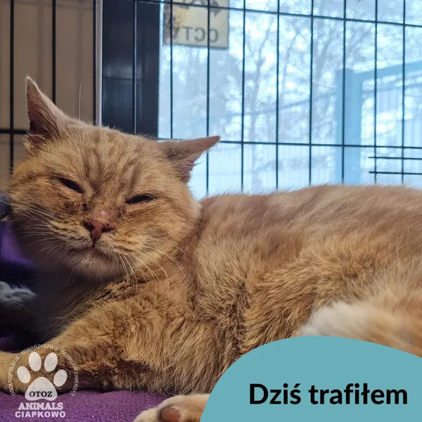 Znaleziono kota, Gdynia, 17 lutego 2026