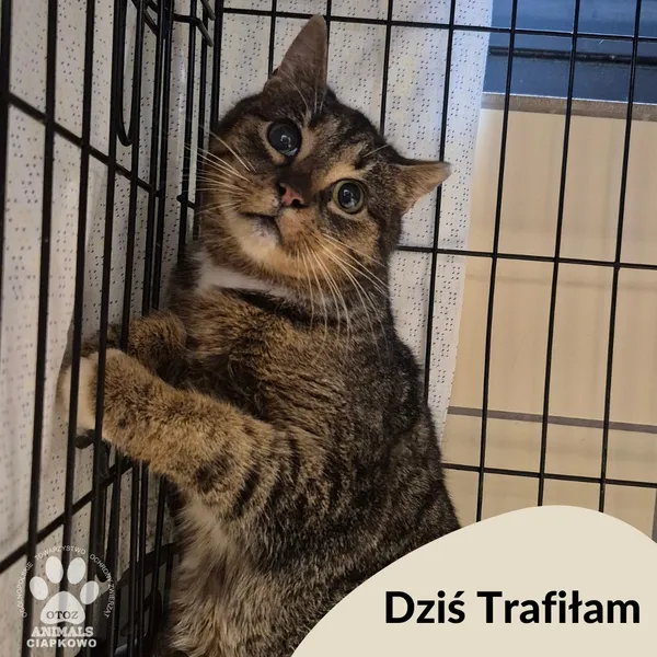 Znaleziono kota, Gdynia, 16 lutego 2026