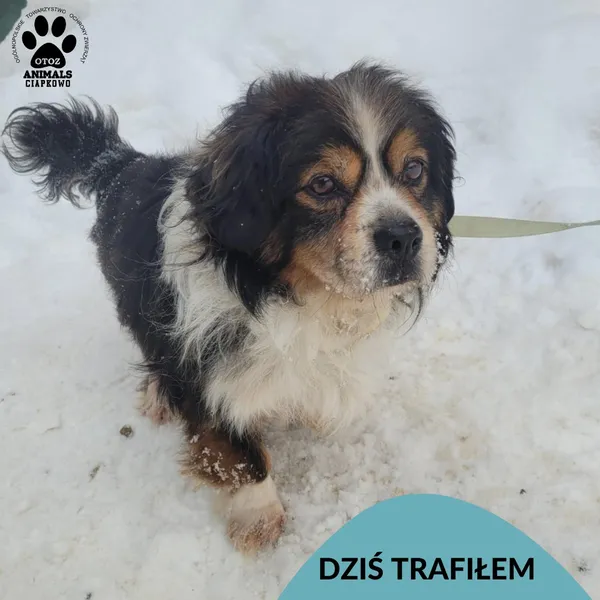 Znaleziono psa, Gdynia, 15 lutego 2026