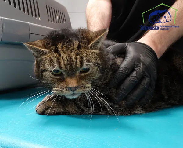 Kot do adopcji, Szczecin, 19 lutego 2026