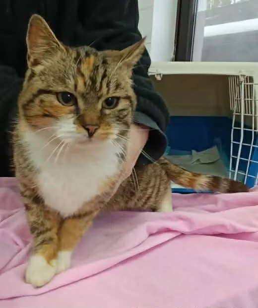 Kot do adopcji, Olsztyn, 26 stycznia 2026 (1/3)