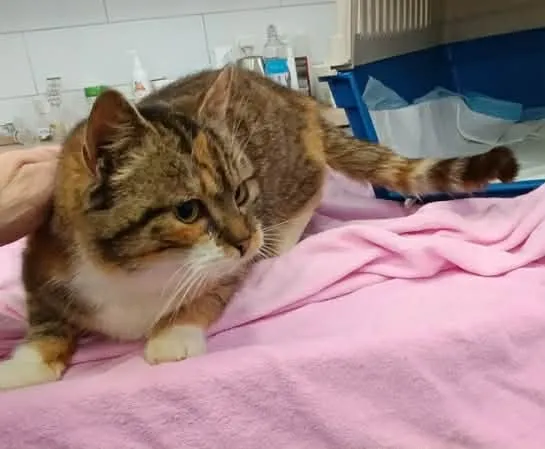 Kot do adopcji, Olsztyn, 26 stycznia 2026 (2/3)