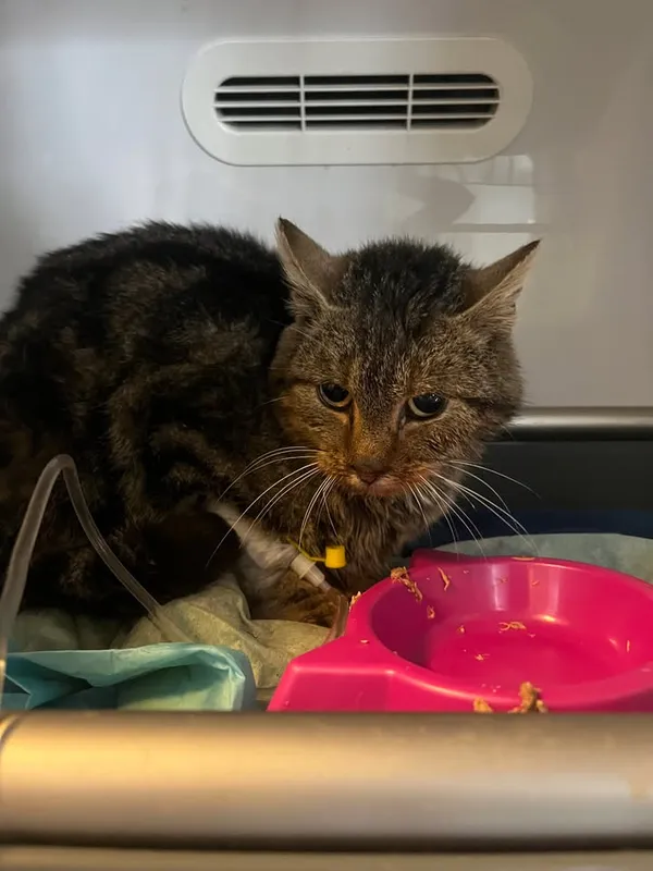 Znaleziono kota, Lublin, 18 lutego 2026