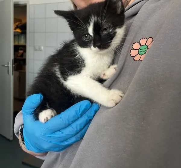 Znaleziono kota, Lublin, 19 lutego 2026