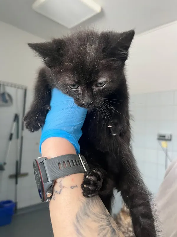 Znaleziono kota, Lublin, 19 lutego 2026