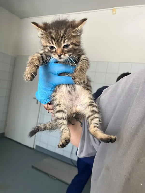 Znaleziono kota, Lublin, 19 lutego 2026