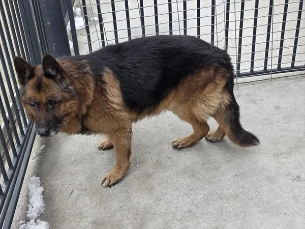 Pies do adopcji, Racibórz, 19 lutego 2026