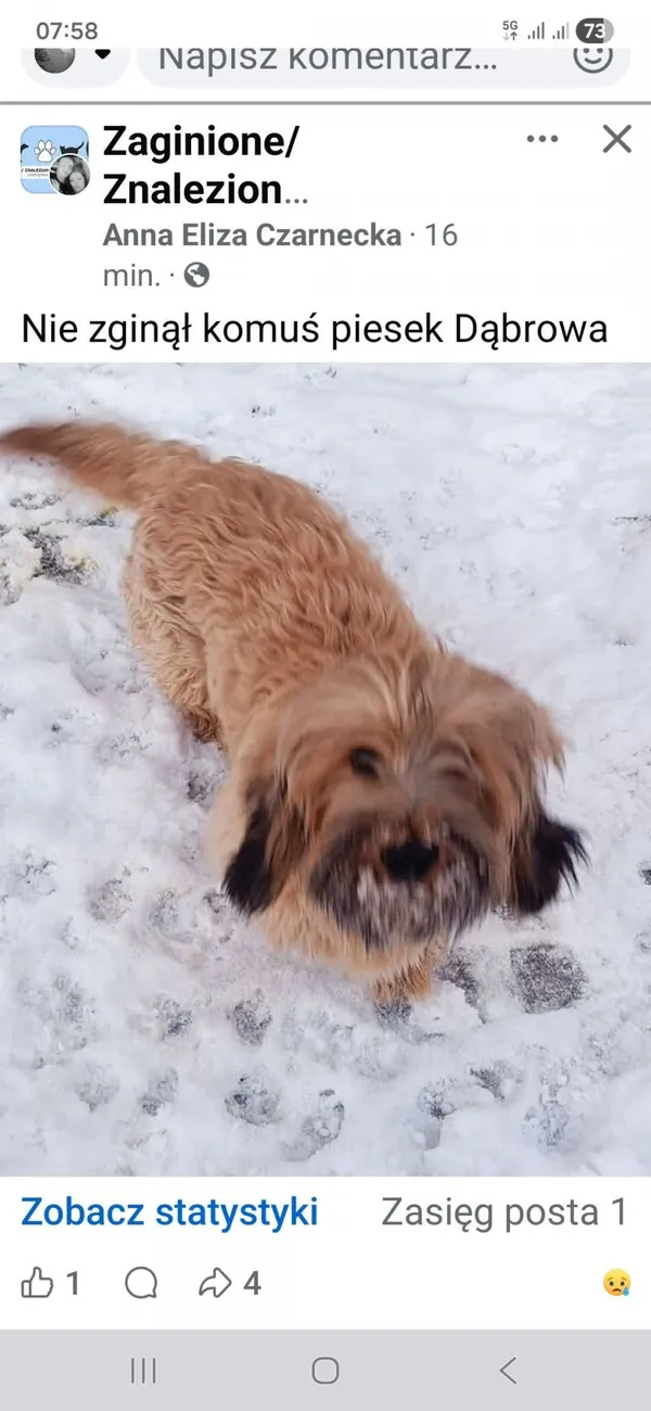 Znaleziono psa, Łódź, 19 lutego 2026