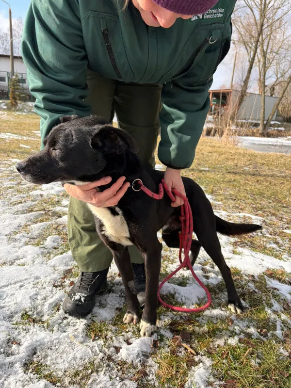 Pies do adopcji, Bełchatów, 31 grudnia 2025 (3/5)
