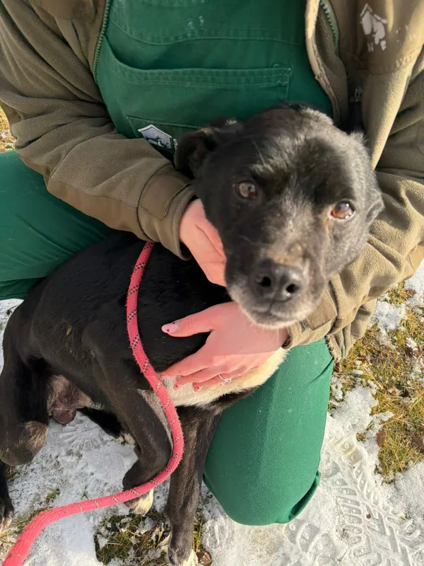 Pies do adopcji, Bełchatów, 31 grudnia 2025 (4/5)