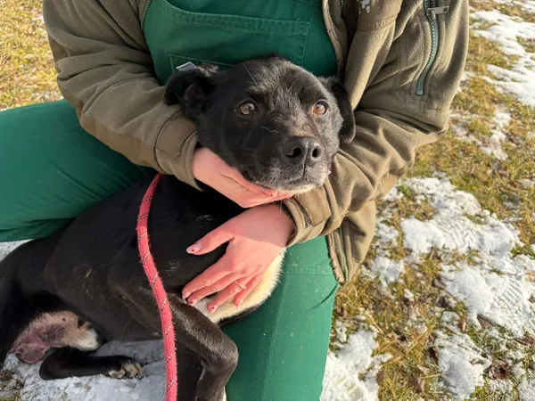 Pies do adopcji, Bełchatów, 31 grudnia 2025 (5/5)