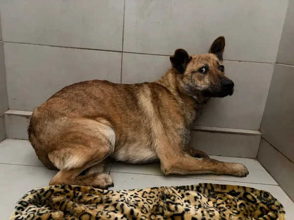 Pies do adopcji, Bełchatów, 7 stycznia 2026 (2/5)