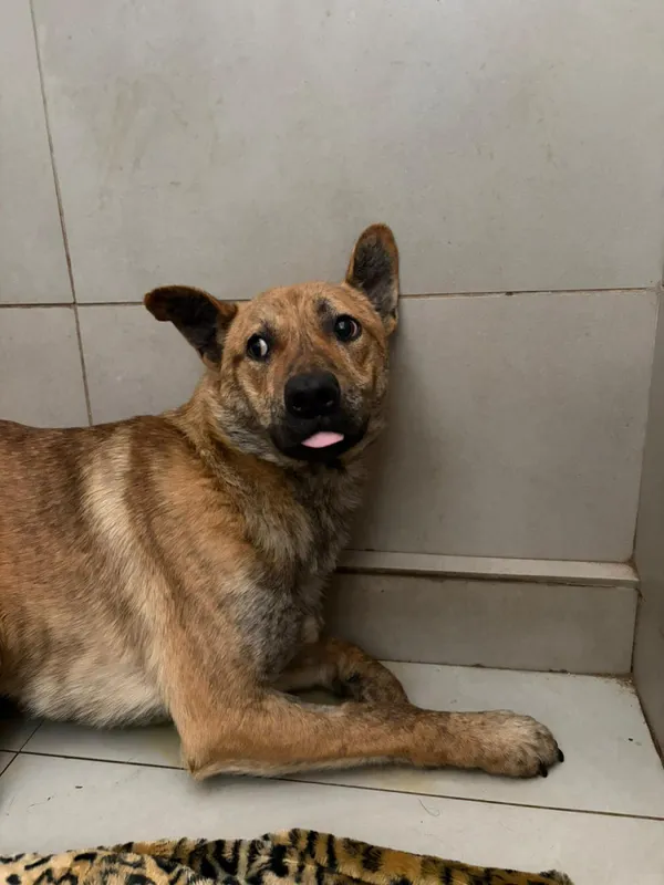 Pies do adopcji, Bełchatów, 7 stycznia 2026 (3/5)