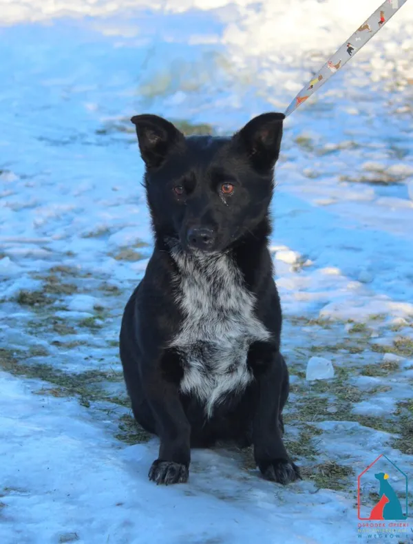 Pies do adopcji, Grudziądz, 3 lutego 2026