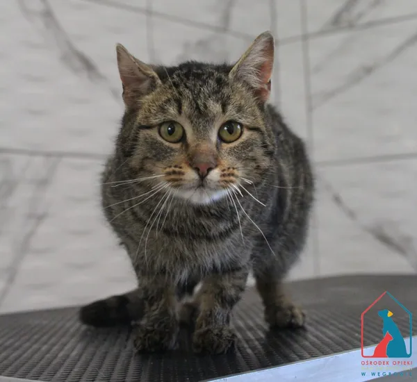 Kot do adopcji, Grudziądz, 3 lutego 2026