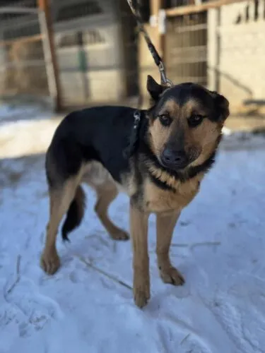 Pies do adopcji, Zgierz, 20 lutego 2026 (2/5)