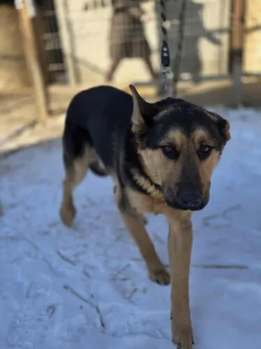 Pies do adopcji, Zgierz, 20 lutego 2026 (5/5)