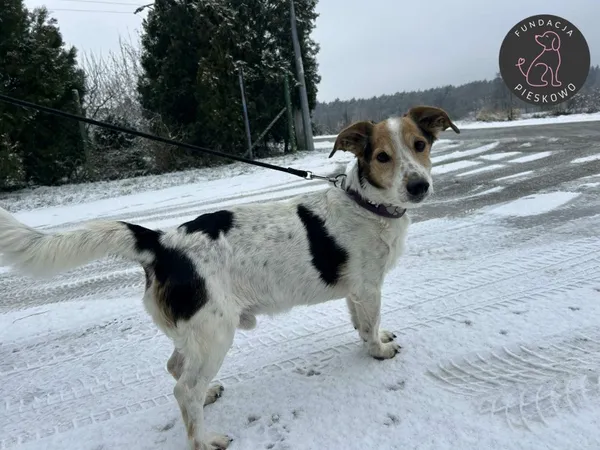 Pies do adopcji, Wolsztyn, 18 lutego 2026