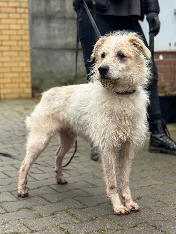 Pies do adopcji, Platerówka, 20 lutego 2026 (1/3)