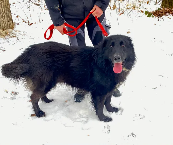 Pies do adopcji, Platerówka, 20 lutego 2026 (3/4)