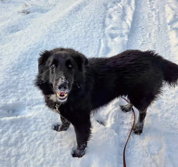 Pies do adopcji, Platerówka, 20 lutego 2026 (4/4)