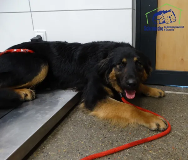 Znaleziono psa, Szczecin, 19 lutego 2026