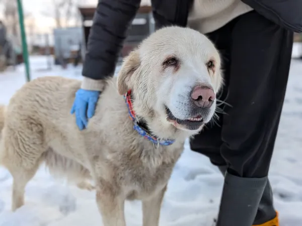 Pies do adopcji, Korabiewice, 20 lutego 2026