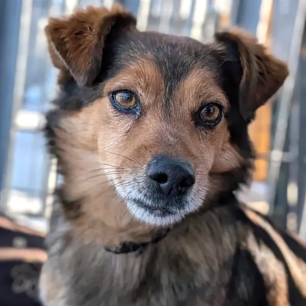 Pies do adopcji, Korabiewice, 20 lutego 2026 (1/2)